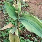 Image result for Platylepis glandulosa