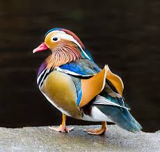 Maybe you would like to learn more about one of these? Mandarin Duck 1080p 2k 4k 5k Hd Wallpapers Free Download Wallpaper Flare