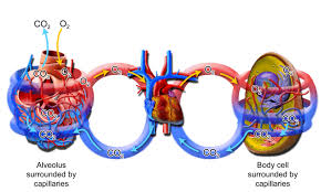 We did not find results for: Oxygen Carbon Dioxide And Energy Ck 12 Foundation