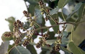 Image result for Isoberlinia doka