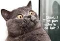 Chat humour 