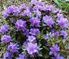 Check spelling or type a new query. Pin On Garden Inspiration
