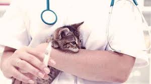While it can save you lots of money and trips to the vet, you must be committed to kory on november 02, 2011: Reasonable Pet Vaccination Costs Petcarerx