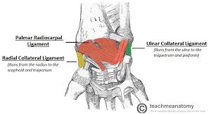 When muscles contract, they pull on the tendons to. The Wrist Joint Teachmeanatomy