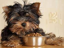 20 Homemade Dog Food And Treat Recipes Dog Food Recipes Healthy Dog Food Recipes Food Animals