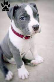 Jul 08, 2011 · shih tzu puppy (shih tzu puppy (des moines / upper mar / upper market). Labrabull A Labrador Pitbull Mix Labrottie Com Pitbull Puppies White Pitbull Puppies Cute Pitbull Puppies