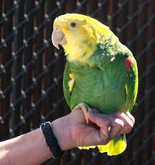 Mar 30, 2020 · an amazon parrot is a classification of several different kinds of parrots that originally hail from the amazon. Yellow Headed Amazon Wikiwand