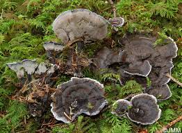 Image result for Phellodon niger
