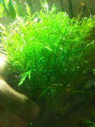 Water Wisteria Aka The Hardiest Hygrophila Hygrophila Difformis Planted Aquarium Wisteria Hardy Plants