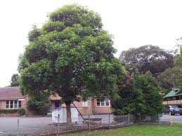 Image result for Lophostemon confertus