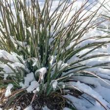 Krauterbeet Anlegen Standort Sortenwahl Anleitung Plantura In 2020 Yucca Palme Schattenpflanzen Palme Umtopfen