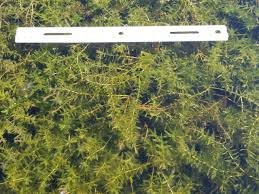 Image result for Hydrilla