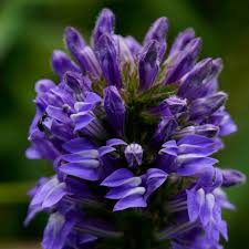 Image result for Lobelia minutula