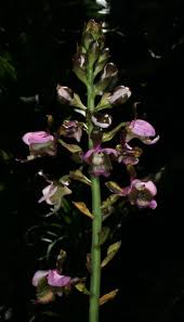 Image result for Eulophia horsfallii