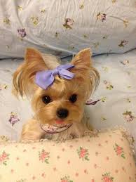Awwwww Cute Animals Cute Dogs Yorkie