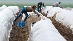 Pentru detalii sunati la numerele: Germania A Adoptat O InterdicÈie De Intrare In ÈarÄ A LucrÄtorilor Sezonieri