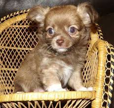 The long haired chihuahua can be black, brown, tan, red, blue. Long Hair Chihuahua Puppy Prince Chihuahua Puppies Puppies Fur Babies