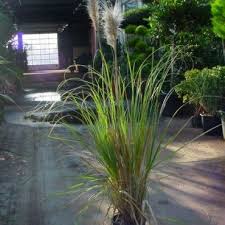 Pampasgras Cortaderia Selloana Plants Garden