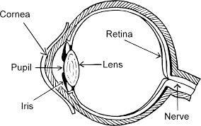 Eye Diagram By Firkin Human Eye Diagram Diagram Of The Eye Human Eye
