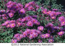 Trees are grouped by leaf shape and arrangement and are keyed to symbols in the text. Pin On Flowers