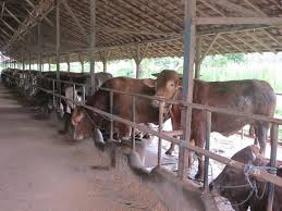 Kandang peternakan sapi limosin dan sapi simental • dalam membuat kandang peternakan sapi limosin dan sapi simental. Step By Step Cara Penggemukan Sapi Potong Hanya Dalam 100 Hari