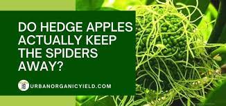 Oils extracted from the citronella plant we began by following up folklore regarding catnip oil, from the catmint plant, and osage orange (hedge apple) as repellents for insects and spiders. Hedge Apples For Spiders Do They Work As A Repellent