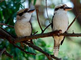 Man Who Tore Head Off Kookaburra In Perth Pub Fined 2 500 Focusing On Wildlife Pet Sounds Australian Native Animals Animals