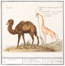 Once a cow starts breeding she will give birth to a calf about once every 2 to 3 years. Accessible Javascript Patterns Camel And Giraffe