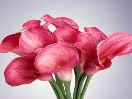 Calla Lily Http 1 Bp Blogspot Com Gvplxxvvvhm Tv1fobh240i Aaaaaaaaaei Algvgrf Qgq S1600 Flo Calla Lily Flowers Pictures Of Calla Lilies Pink Calla Lilies