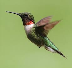 A maid is killed and there are several. Watching The Hummingbird S Migration Fascinating Facts