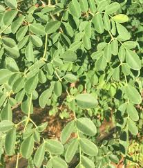 Buy moringa capsules, moringa tea, moringa powder, moringa oil, moringa extract, moringa leaves, moringa soap, moringa shea butter, moringa honey & moringa flower online. Moringa Oleifera A Potential New Industry For Australia