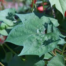 Image result for Ipomoea hederifolia