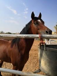 خيل عربي مصري اصيل للبيع