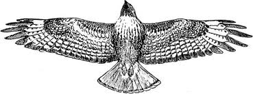 Bird Of Prey Tattoo Hawk In Black And White Hawk Tattoo Bird Clipart Bird Of Prey Tattoo