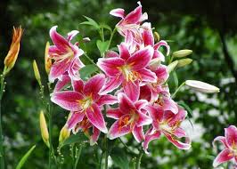 Tdf Blog Sharing Everything Stargazer Lily Types Of Lilies Different Types Of Lilies
