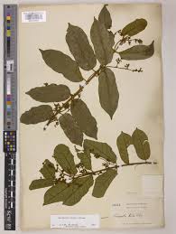 Image result for Oncinotis glabrata