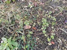 Intenţia este de a afişa anunţuri relevante şi antrenante pentru utilizatorii individuali, aşadar ele sunt foarte valoroase pentru. Buruieni Armeria