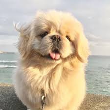 Pin By Dila Karakose On I Love Pekingese Pekingese Puppies Cute Dogs Cute Baby Puppies