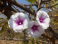 Image result for Ipomoea shirambensis