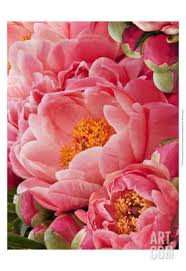 Coral Peonies Ii Art Print By Rachel Perry At Art Com Coral Peonies Peonies Coral Wall Art