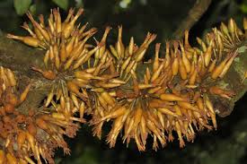 Image result for Isachne kiyalaensis