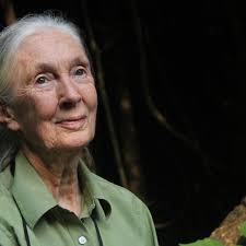 Renowned ethologist, passionate conservationist, inspiring activist … Dr  Jane Goodall answers the Random 19 questions