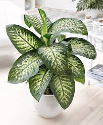 Dieffenbachia Seguine Tropic Snow Dieffenbachia In 2020 Indoor Tropical Plants Plants Cool Plants