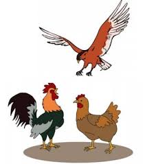 Dan anda bisa memilih gambar lainnya, silahkan di lihat di gallery for mewarnai gambar ayam jantan dan betina dibawah. Gambar Ayam Betina Bertelur