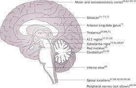 Restless Legs Syndrome Pathophysiology Clinical Presentation And Management Nature Reviews Neurology