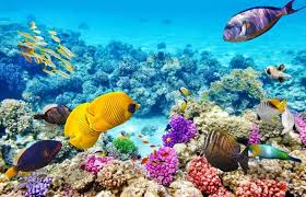 It is the third largest coral barrier reef system in the world (after the great barrier reef and belize barrier reef). Save The Great Barrier Reef In Australia How Can You Help