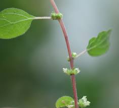 Image result for Parietaria