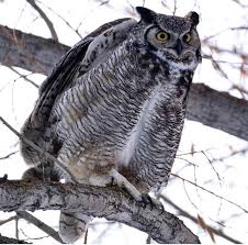 This includes the great horned owl, which is thought to have the most diverse diet of all raptors, and the snowy owl. Great Horned Owl In My Backyard Looking To Eat My Cat Natureisfuckingcute