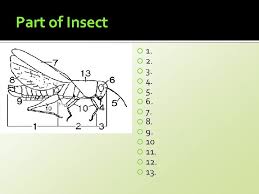 Long, green or light brown, and has large clear wings with lacy markings. Horticulture Science Lesson 37 Identifying And Managing Insect