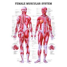 abundant basic muscle chart muscle group workout diagram